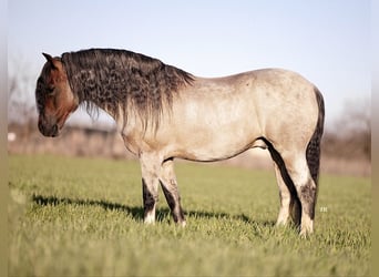 Altri pony/cavalli di piccola taglia, Castrone, 9 Anni, 130 cm, Baio roano