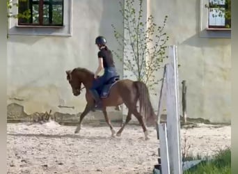 Altri pony/cavalli di piccola taglia, Castrone, 9 Anni, 130 cm, Sauro