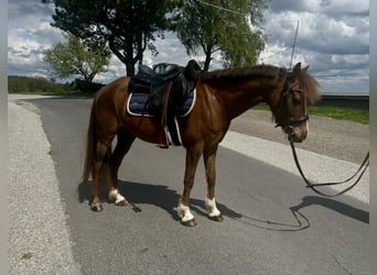 Altri pony/cavalli di piccola taglia, Castrone, 9 Anni, 130 cm, Sauro