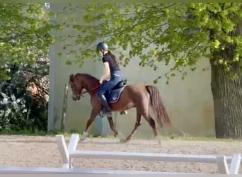 Altri pony/cavalli di piccola taglia, Castrone, 9 Anni, 130 cm, Sauro