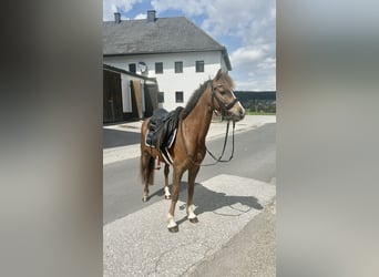 Altri pony/cavalli di piccola taglia, Castrone, 9 Anni, 130 cm, Sauro