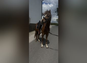 Altri pony/cavalli di piccola taglia, Castrone, 9 Anni, 130 cm, Sauro