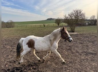 Altri pony/cavalli di piccola taglia Mix, Castrone, 9 Anni, 138 cm, Pezzato