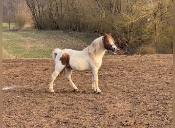 Altri pony/cavalli di piccola taglia Mix, Castrone, 9 Anni, 138 cm, Pezzato