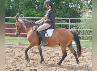 Altri pony/cavalli di piccola taglia, Castrone, 9 Anni, 144 cm, Baio chiaro