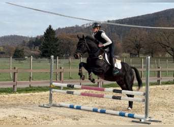 Altri pony/cavalli di piccola taglia, Castrone, 9 Anni, 147 cm, Baio scuro