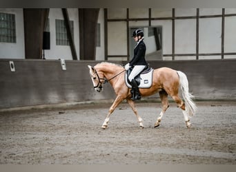Altri pony/cavalli di piccola taglia, Castrone, 9 Anni, 148 cm, Falbo