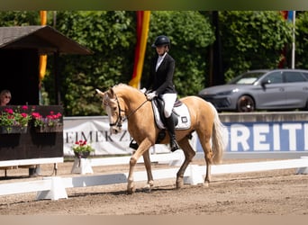 Altri pony/cavalli di piccola taglia, Castrone, 9 Anni, 148 cm, Falbo