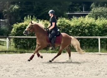 Altri pony/cavalli di piccola taglia, Castrone, 9 Anni, 148 cm, Sauro
