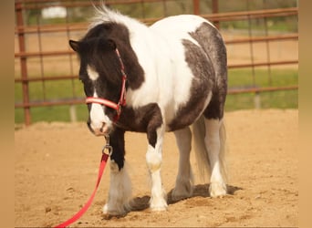 Altri pony/cavalli di piccola taglia, Castrone, 9 Anni, 99 cm
