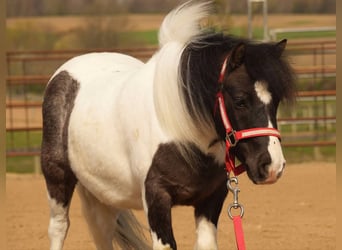 Altri pony/cavalli di piccola taglia, Castrone, 9 Anni, 99 cm