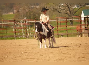 Altri pony/cavalli di piccola taglia, Castrone, 9 Anni, 99 cm