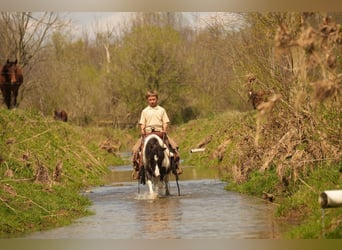 Altri pony/cavalli di piccola taglia, Castrone, 9 Anni, 99 cm