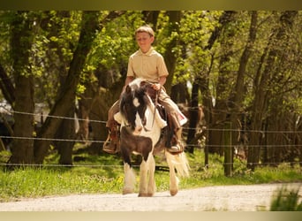 Altri pony/cavalli di piccola taglia, Castrone, 9 Anni, 99 cm
