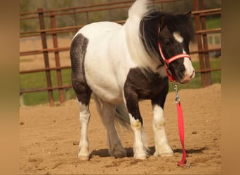 Altri pony/cavalli di piccola taglia, Castrone, 9 Anni, 99 cm