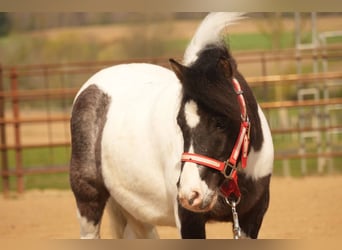 Altri pony/cavalli di piccola taglia, Castrone, 9 Anni, 99 cm
