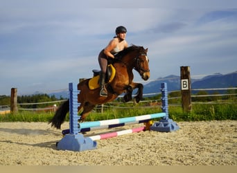 Altri pony/cavalli di piccola taglia, Castrone, 9 Anni, Baio