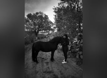Altri pony/cavalli di piccola taglia, Giumenta, 10 Anni, 120 cm, Baio nero