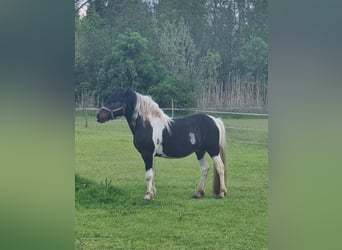 Altri pony/cavalli di piccola taglia, Giumenta, 10 Anni, 124 cm, Pezzato