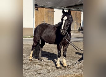 Altri pony/cavalli di piccola taglia, Giumenta, 10 Anni, 130 cm, Morello
