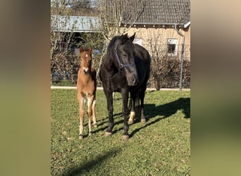 Altri pony/cavalli di piccola taglia, Giumenta, 10 Anni, 144 cm, Morello