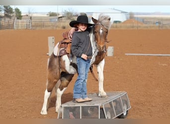 Altri pony/cavalli di piccola taglia, Giumenta, 11 Anni, 117 cm, Pezzato