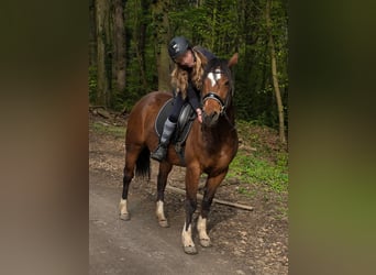 Altri pony/cavalli di piccola taglia, Giumenta, 11 Anni, 145 cm, Baio