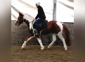 Altri pony/cavalli di piccola taglia, Giumenta, 11 Anni, 147 cm, Pezzato