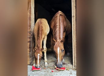 Altri pony/cavalli di piccola taglia Mix, Giumenta, 11 Anni, 148 cm, Sauro