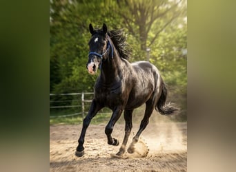 Altri pony/cavalli di piccola taglia, Giumenta, 11 Anni, 156 cm, Morello