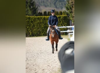 Altri pony/cavalli di piccola taglia, Giumenta, 12 Anni, 143 cm, Baio