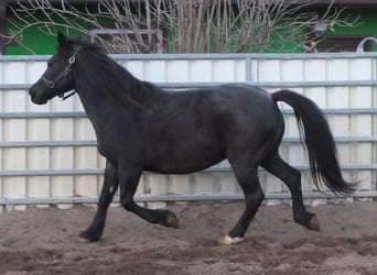 Altri pony/cavalli di piccola taglia, Giumenta, 12 Anni, 145 cm, Grigio ferro