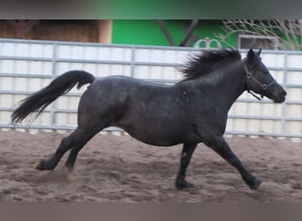 Altri pony/cavalli di piccola taglia, Giumenta, 12 Anni, 145 cm, Grigio ferro