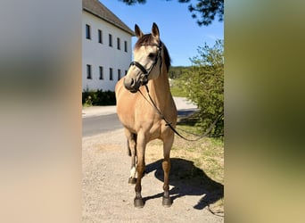 Altri pony/cavalli di piccola taglia, Giumenta, 12 Anni, 158 cm, Pelle di daino