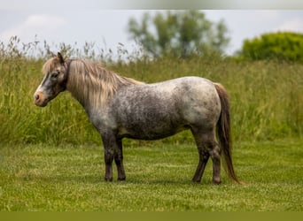 Altri pony/cavalli di piccola taglia, Giumenta, 12 Anni, 89 cm