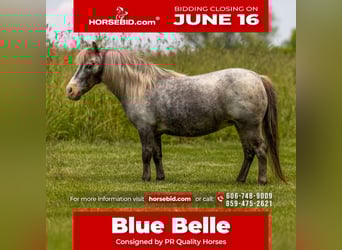 Altri pony/cavalli di piccola taglia, Giumenta, 12 Anni, 89 cm