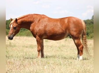 Altri pony/cavalli di piccola taglia, Giumenta, 12 Anni, Sauro ciliegia