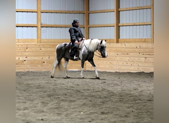 Altri pony/cavalli di piccola taglia, Giumenta, 13 Anni, 124 cm