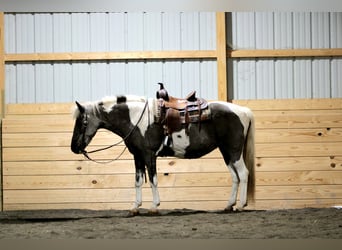 Altri pony/cavalli di piccola taglia, Giumenta, 13 Anni, 124 cm, Pezzato