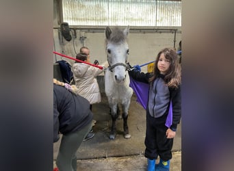 Altri pony/cavalli di piccola taglia, Giumenta, 13 Anni, 126 cm, Leopard