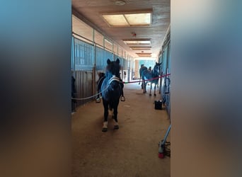Altri pony/cavalli di piccola taglia, Giumenta, 13 Anni, 128 cm, Baio scuro