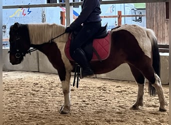 Altri pony/cavalli di piccola taglia, Giumenta, 13 Anni, 135 cm, Pezzato