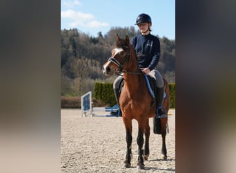 Altri pony/cavalli di piccola taglia, Giumenta, 13 Anni, 143 cm, Baio