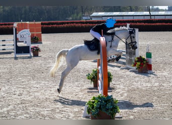 Altri pony/cavalli di piccola taglia, Giumenta, 13 Anni, 144 cm, Grigio pezzato