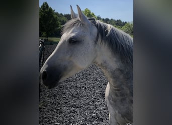 Altri pony/cavalli di piccola taglia Mix, Giumenta, 13 Anni, 145 cm, Grigio trotinato