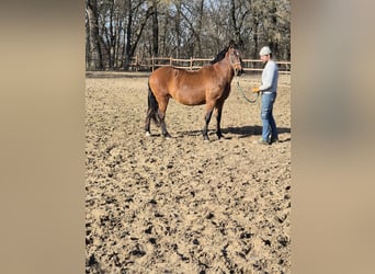 Altri pony/cavalli di piccola taglia, Giumenta, 13 Anni, 152 cm, Baio
