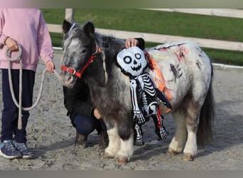 Altri pony/cavalli di piccola taglia, Giumenta, 13 Anni, 85 cm, Pezzato