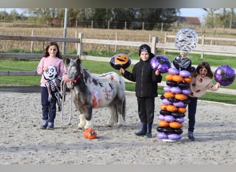 Altri pony/cavalli di piccola taglia, Giumenta, 13 Anni, 85 cm, Pezzato