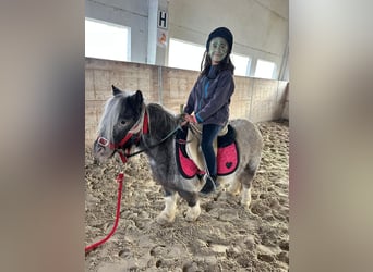 Altri pony/cavalli di piccola taglia, Giumenta, 13 Anni, 85 cm, Pezzato