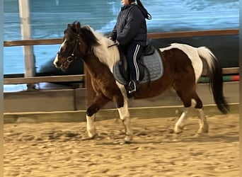 Altri pony/cavalli di piccola taglia, Giumenta, 14 Anni, 128 cm, Pezzato